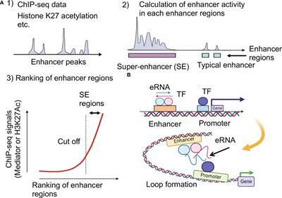 Targeting phase separation on enhancers induced by transcription factor complex formations as a new strategy for treating drug-resistant cancers
